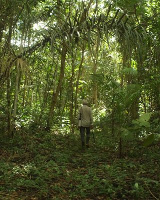 Abenteurer Amazon