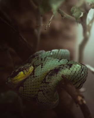 Snake Spiel – kostenlos online spielen