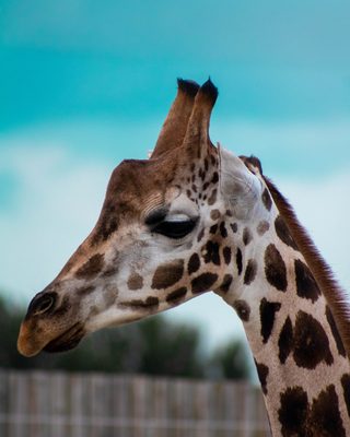 Zoo Tierpark